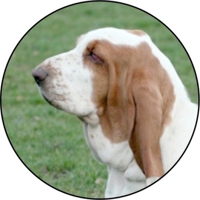 VIZINGR Baset MINI logo L1č.195