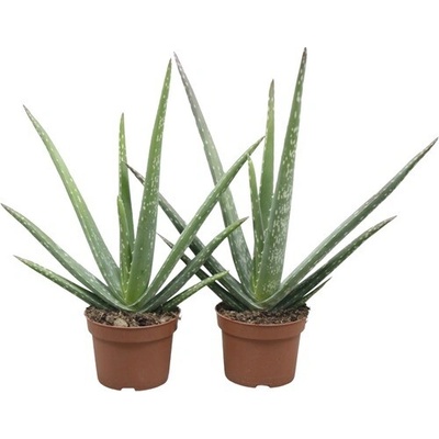 Aloe léčivá rostlina Aloe vera cca 30 cm květináč Ø 10,5 cm 1 ks
