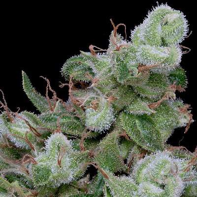 Big Head Seeds Chemdawg #4 semienka neobsahujú THC 10 ks