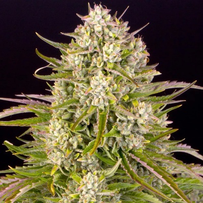 Barney's Farm Wedding Cake AUTO semienka neobsahujú THC 5 ks