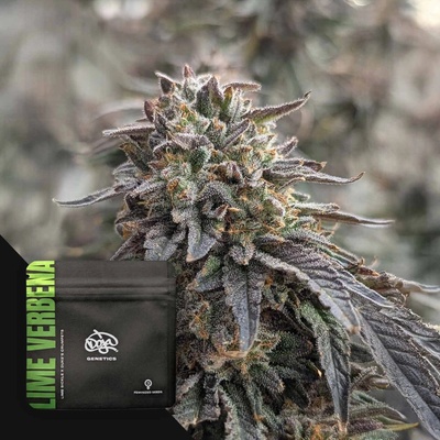 Doja Genetics Lime Verbena semienka neobsahujú THC 6 ks