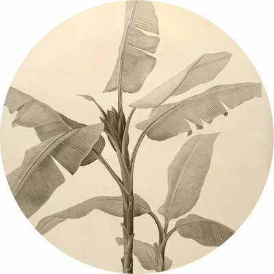 Komar Samolepicí vliesová fototapeta Dot Banana Plant pr. 125 cm