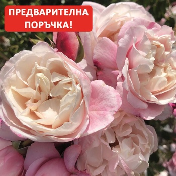 Роза Zelmani' s Dream ® - Kordes®