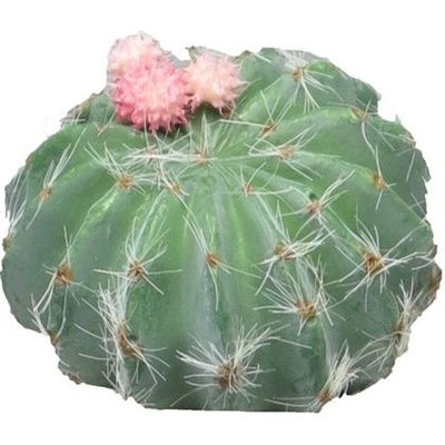 Kaktus - Cactus Wessex s květinou růžový V8 cm