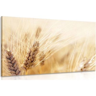 Obraz pšeničné pole - 120x80