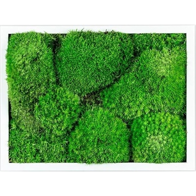 Gardners Mechový obraz 13x18 cm z kopečkového mechu, bílá