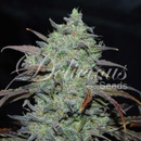 Delicious Seeds Marmalate semena neobsahují THC 3 ks