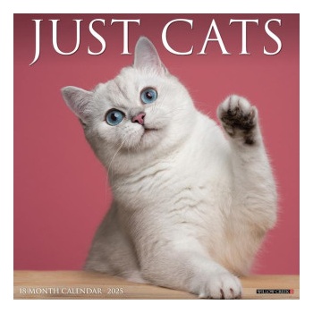 Willow Creek Press Calendars Cats 2026 12 X 12 Wall Calendar