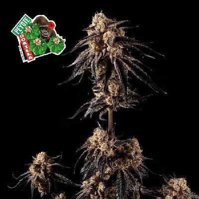 SEEDSMAN Peyote Gorilla semena neobsahují THC 3 ks