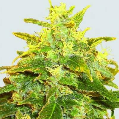 Nirvana Pure Power Plant regular 10ks semena neobsahují THC
