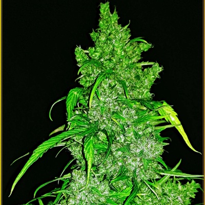 Anaconda Seeds Anaconda Auto semena neobsahují THC 3 ks
