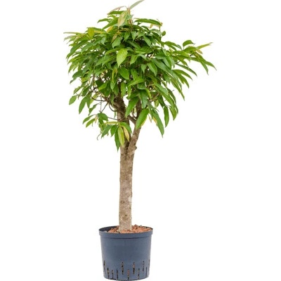 Fikus - Ficus binnendijkii "Amstel King" Stem 22/19 výška 105 cm