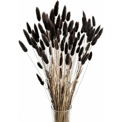 Sušený lagurus (králičí ocásek) černý 45g
