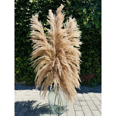 PAMPAS NATURAL BRONZE Sušená travina 150cm