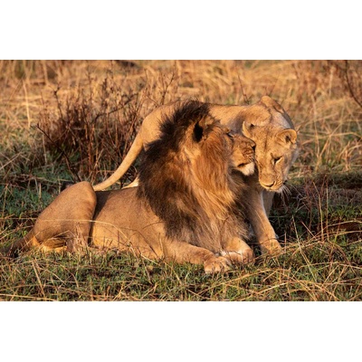 DIMEX ART Флизелинов фототапет среща с лъв 375 x 250 см