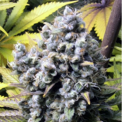 French Touch Seeds Frencheese semienka neobsahujú THC 25 ks