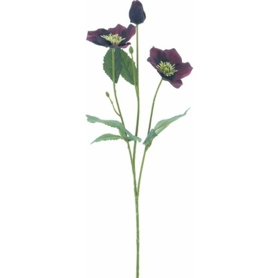 Čemeřice větvička „Regina“ vínová 62 cm