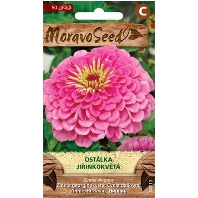 MORAVOSEED Ostálka lepá jiřinkokvětá růžová