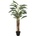 Areca palma, 110 cm