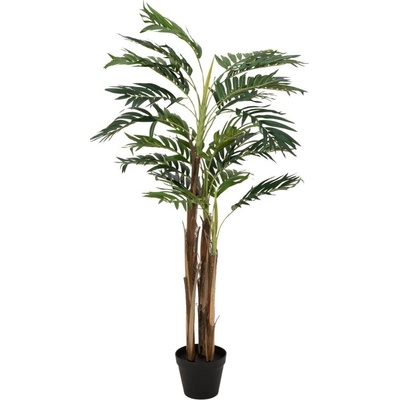 Areca palma, 110 cm