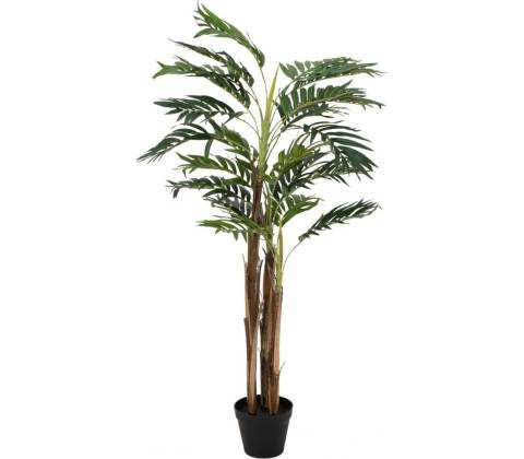 Areca palma, 110 cm