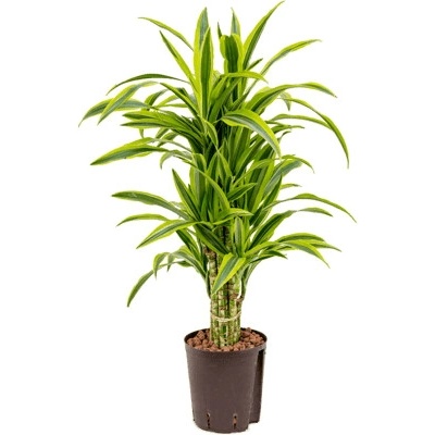Dracaena fragrans "Lemon lime" Branched multi pots.18/19 výška 80 cm