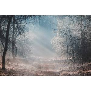 DIMEX ART Флизелинов фототапет сутрешна мъгла в гората 375 x 250 см