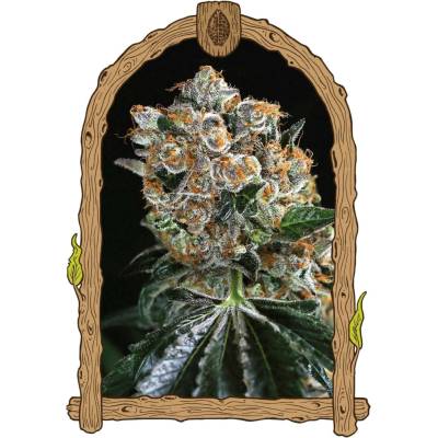 Exotic Seeds Malasaña Cookies semena neobsahují THC 3 ks