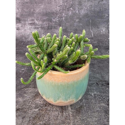 Rhipsalis Horrida 9 cm (Pralesní kaktus vhodný do polostínu)