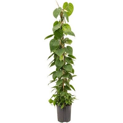 Philodendron scandens Pyramid 120 cm 18/19 v.120 cm