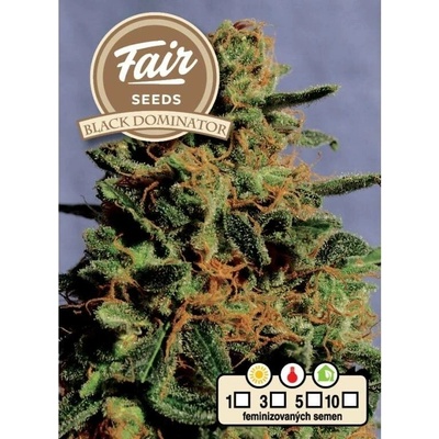 Fair Seeds Black Dominator semena neobsahují THC 10 ks