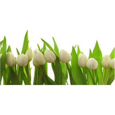 Foto obraz akrylový na stenu Biele tulipány 100x50 cm
