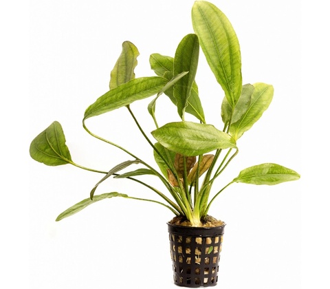 Echinodorus osiris