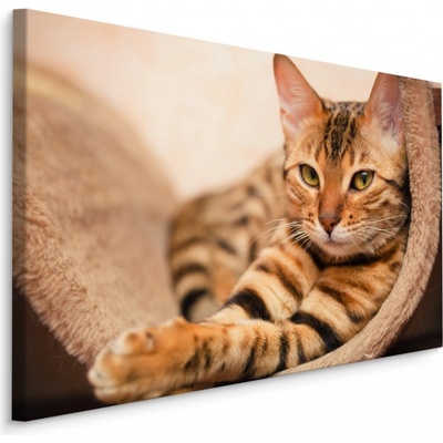 MyBestHome BOX Plátno Bengálská Kočka Varianta: 30x20
