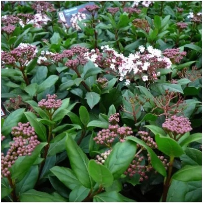 Viburnum tinus km50 C3L