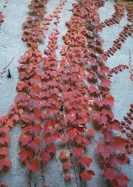 Prisavnik Trojcipy Prodej (prisavníku trojcípého, Parthenocissus tricuspidata, často širší, odborné poradenství) Prisavnik Trojcipy Prodej