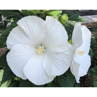 Ibištek bahenný (Hibiscus moscheutos) ‘EXTREME PURE WHITE’ - výška 30-40 cm, kont. C3L