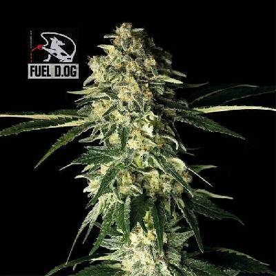 SEEDSMAN Fuel D.OG semena neobsahují THC 3 ks