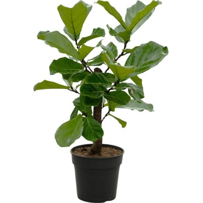 Ficus lyrata Branched 30x130 cm