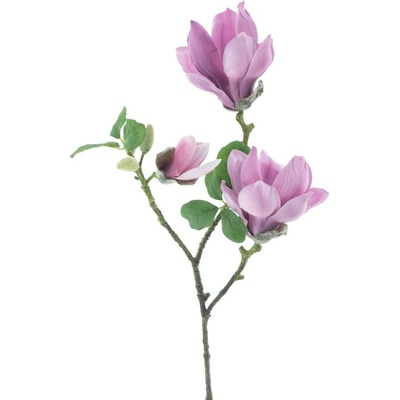 Magnolie Rens starorůžová 81 cm