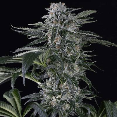 Seedstockers Moby Dick AUTO semena neobsahují THC 3 ks