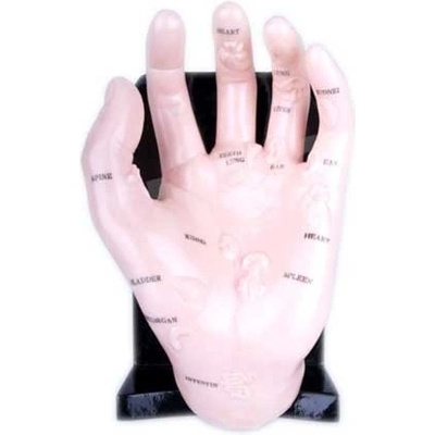 Huan Qiu Akupunkturní model ruky 20cm