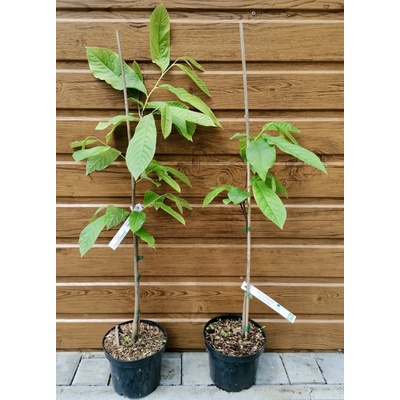Asimina trojlaločná (Asimina triloba) veľkosť 40-60cm