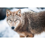 DIMEX ART Флизелинов фототапет вълк 375 x 250 см