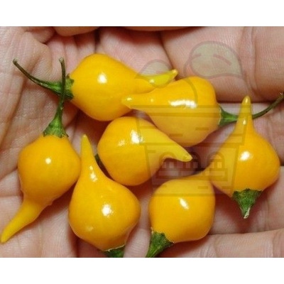 Семена от люти чушки сорт Жълта човчица ("Biquinho Amarela" / "Button Yellow") 15 бр (207927)