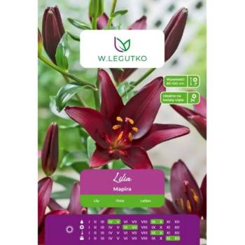 Image 1 of W. Legutko Лилия Мапира бордо 1 брой