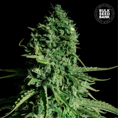Bulk Seed Bank CBD Cheese semienka neobsahujú THC 100 ks