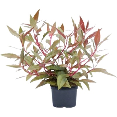Alternanthera reineckii Red XXL