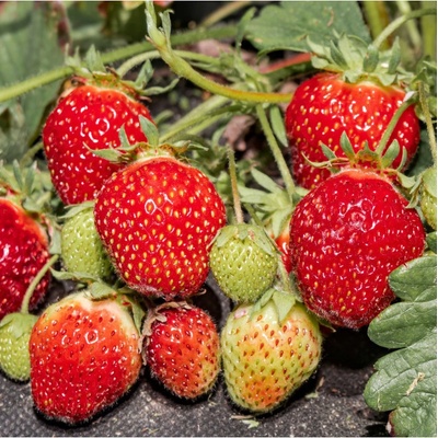 Jahodník stáleplodící Elan F1 - Fragaria ananassa - osivo jahodníku - 10 ks