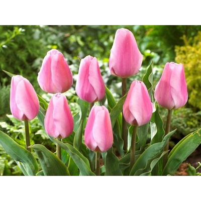 Tulipán Synaeda Amor 7 ks v balení
